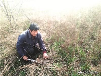 黄芩最新价格行情及自然美景探索之旅