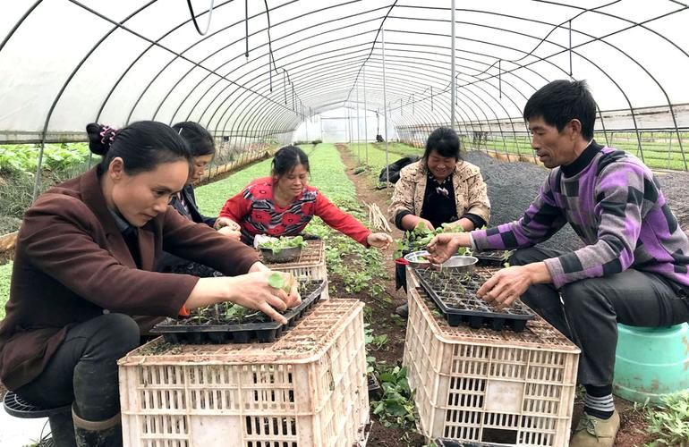 探索现代农业潜力与机遇，最新农业致富项目大盘点
