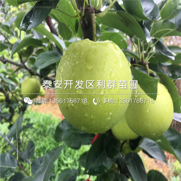 最新品种梨，科技与生活融合之完美果实